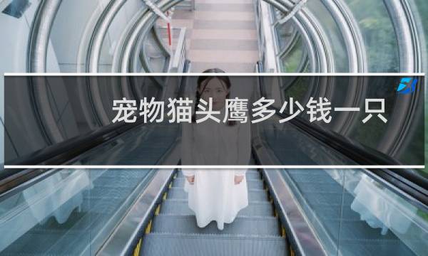 宠物猫头鹰多少钱一只