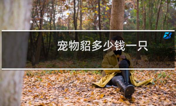 宠物貂多少钱一只