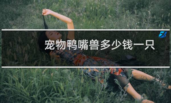 宠物鸭嘴兽多少钱一只