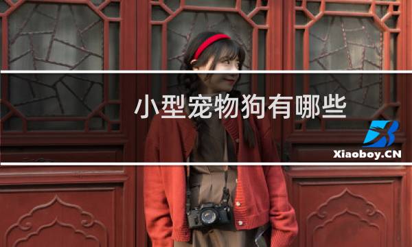 小型宠物狗有哪些