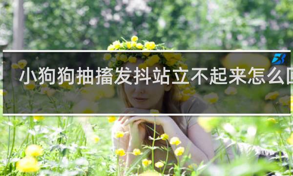 小狗狗抽搐发抖站立不起来怎么回事