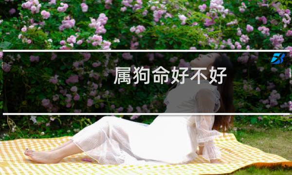 属狗命好不好