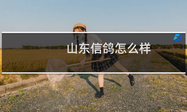 山东信鸽怎么样