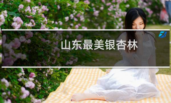 山东最美银杏林