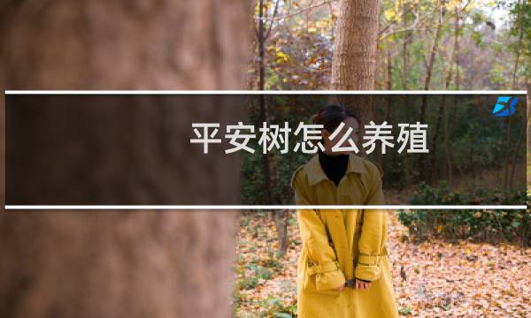 平安树怎么养殖