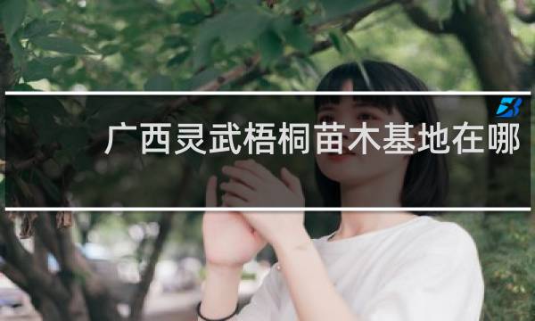 广西灵武梧桐苗木基地在哪