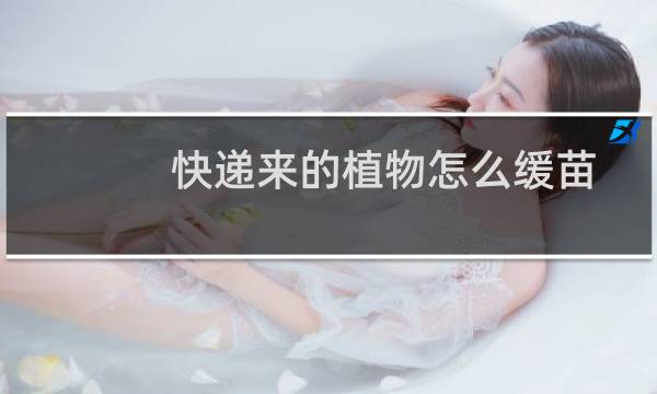 快递来的植物怎么缓苗