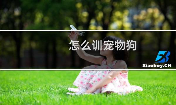 怎么训宠物狗