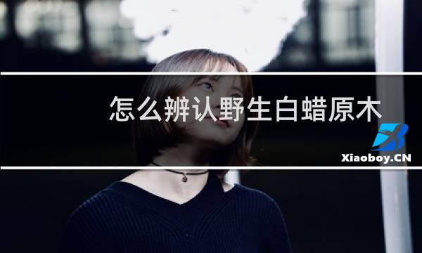 怎么辨认野生白蜡原木