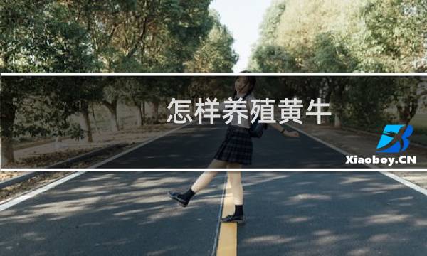 怎样养殖黄牛