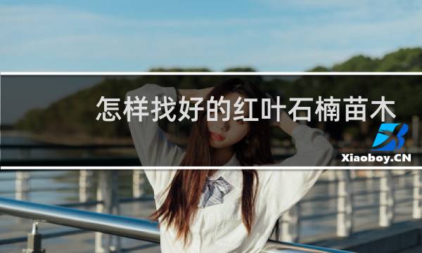 怎样找好的红叶石楠苗木