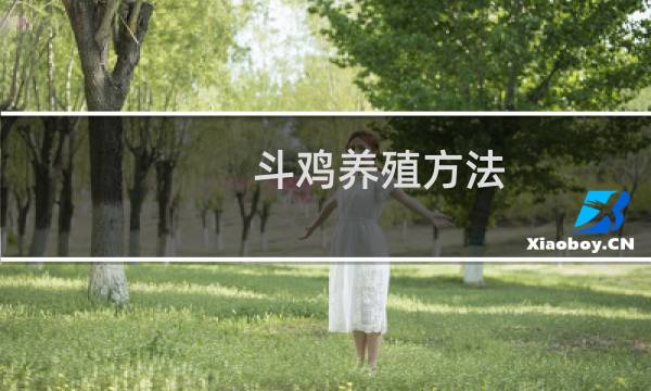 斗鸡养殖方法