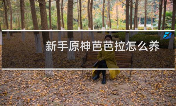 新手原神芭芭拉怎么养