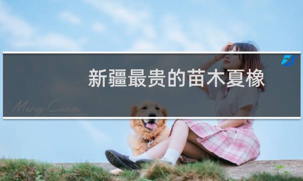 新疆最贵的苗木夏橡