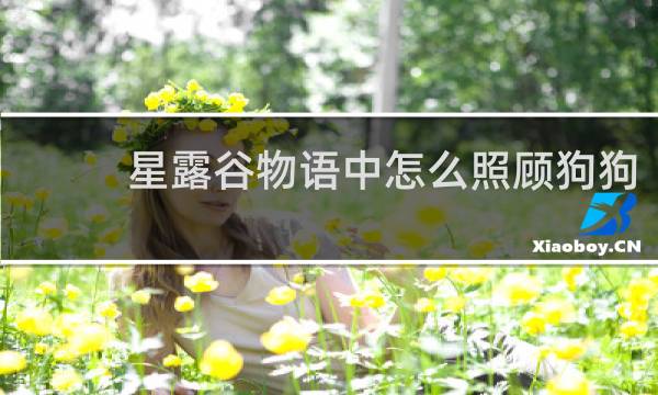 星露谷物语中怎么照顾狗狗