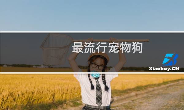 最流行宠物狗
