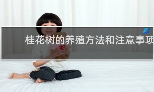 桂花树的养殖方法和注意事项