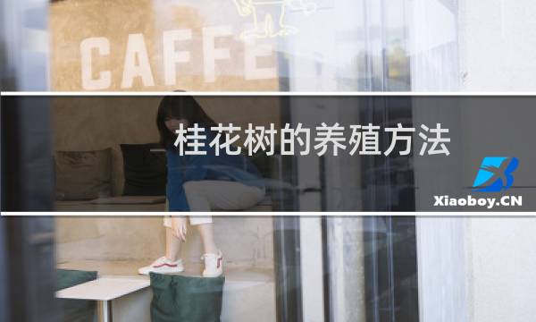 桂花树的养殖方法