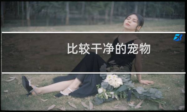 比较干净的宠物