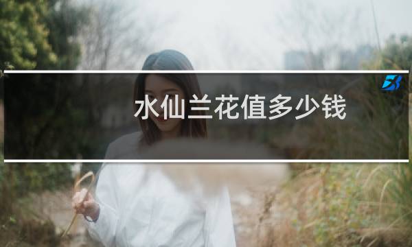 水仙兰花值多少钱