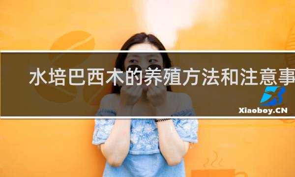 水培巴西木的养殖方法和注意事项