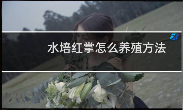 水培红掌怎么养殖方法