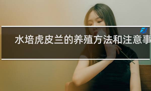 水培虎皮兰的养殖方法和注意事项