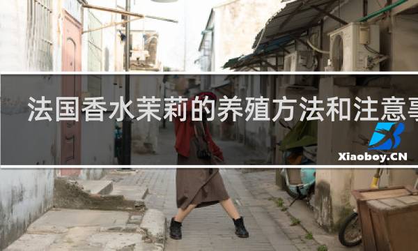 法国香水茉莉的养殖方法和注意事项