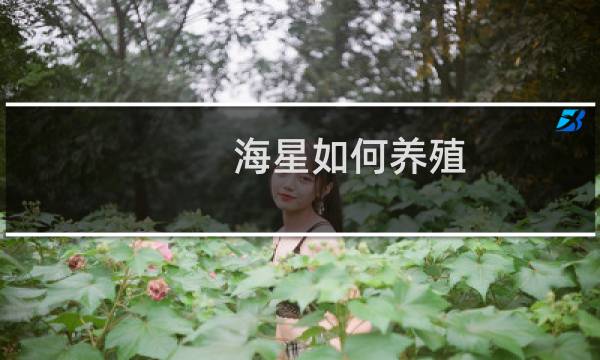海星如何养殖