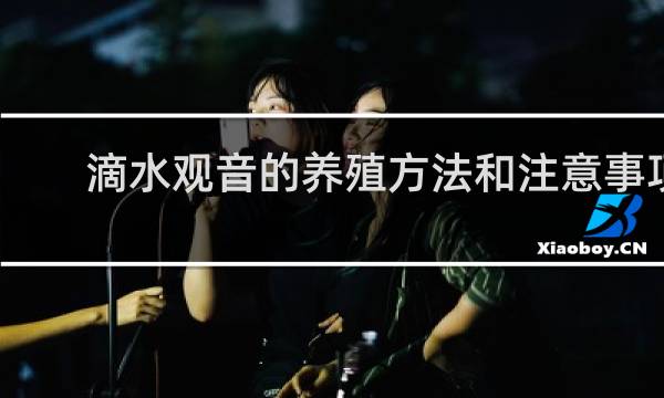 滴水观音的养殖方法和注意事项