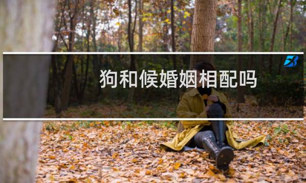 狗和候婚姻相配吗