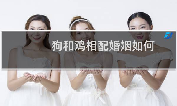 狗和鸡相配婚姻如何