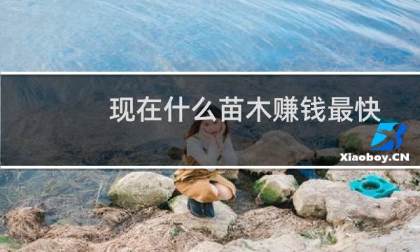 现在什么苗木赚钱最快