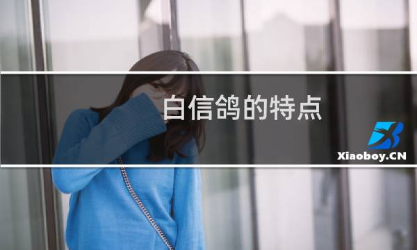 白信鸽的特点