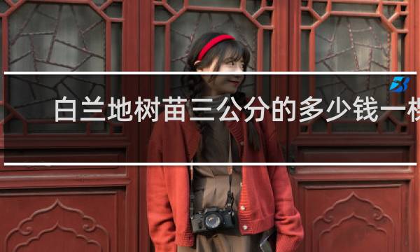 白兰地树苗三公分的多少钱一棵