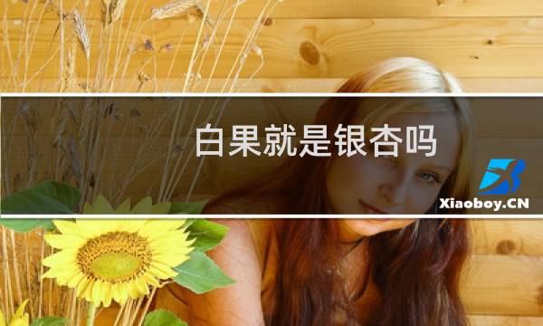 白果就是银杏吗