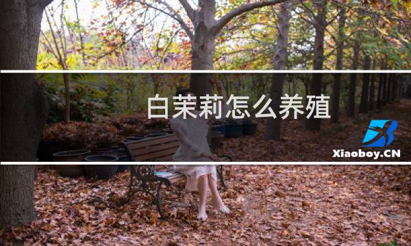 白茉莉怎么养殖