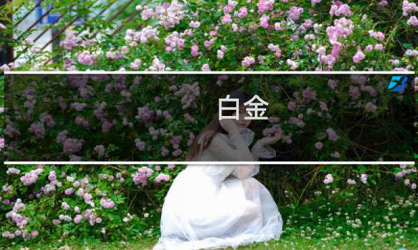 白金 图文攻略