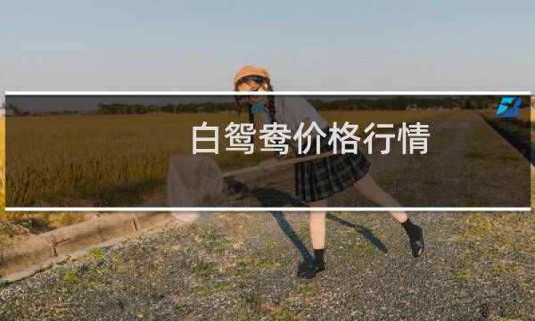 白鸳鸯价格行情