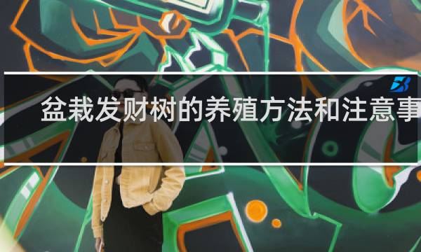 盆栽发财树的养殖方法和注意事项