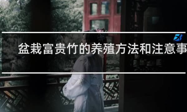 盆栽富贵竹的养殖方法和注意事项