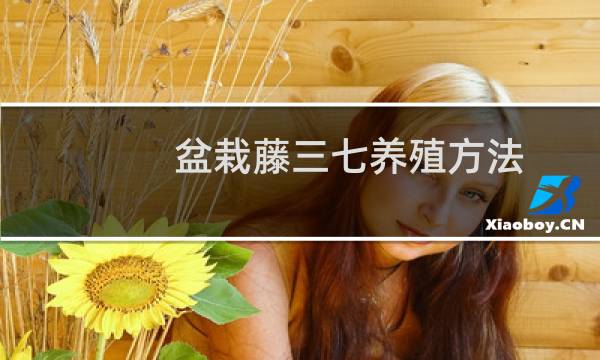 盆栽藤三七养殖方法