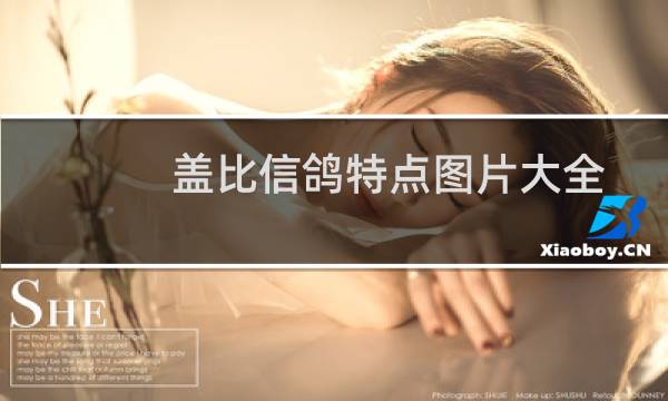 盖比信鸽特点图片大全