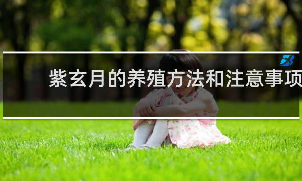 紫玄月的养殖方法和注意事项