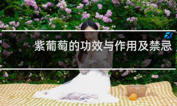 紫葡萄的功效与作用及禁忌