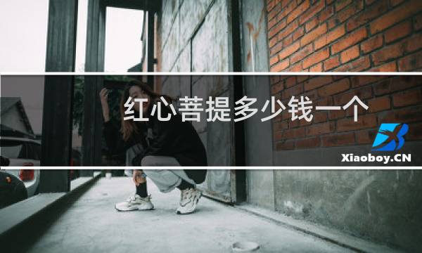 红心菩提多少钱一个