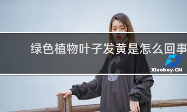 绿色植物叶子发黄是怎么回事