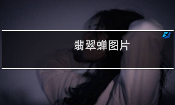 翡翠蝉图片 价格