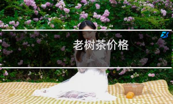 老树茶价格