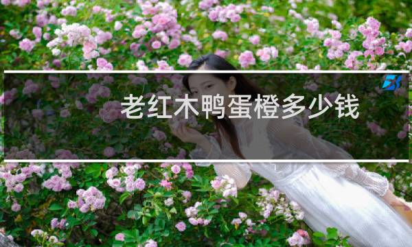 老红木鸭蛋橙多少钱